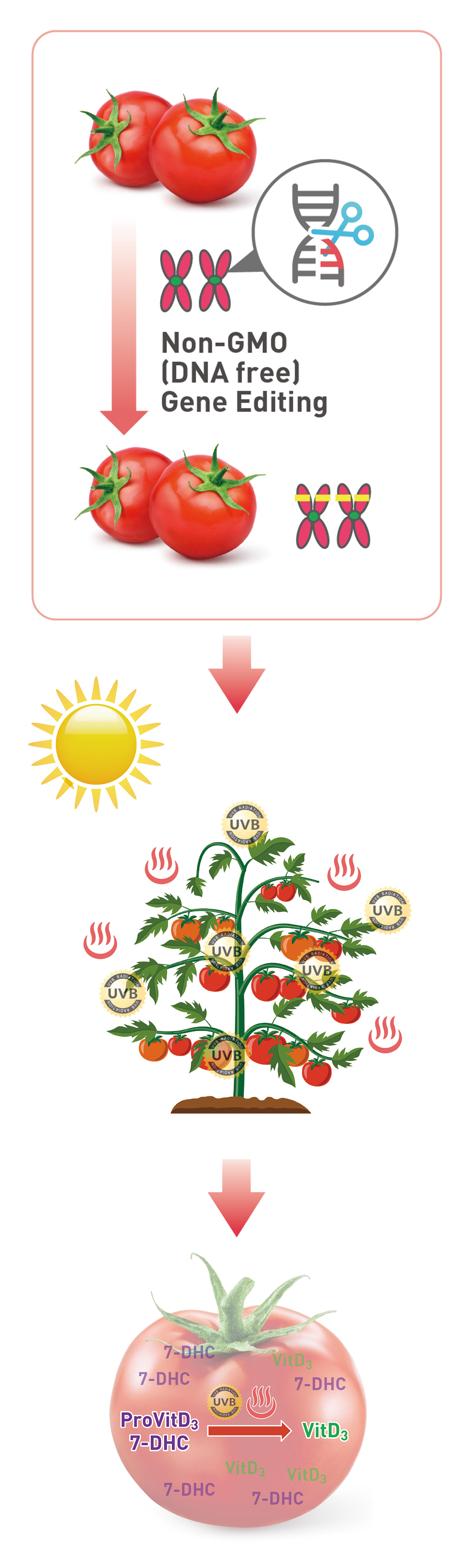 비타민D3 토마토 개발 전략