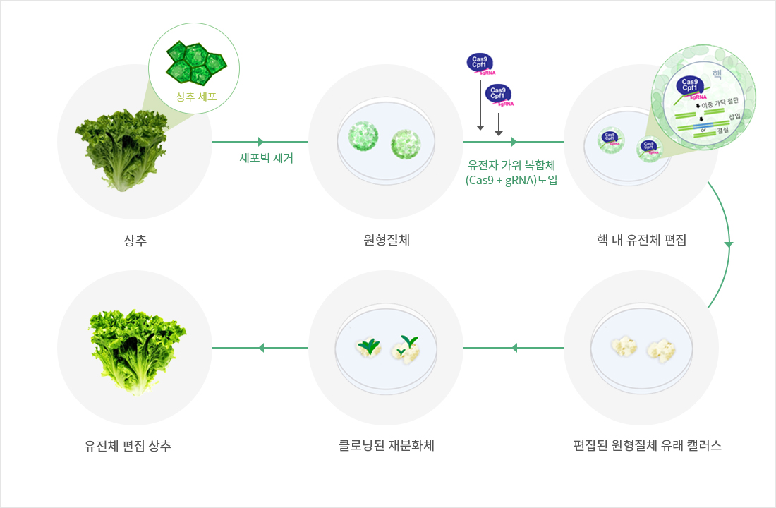 G+FLAS 지플러스 생명과학