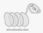 1세대 Zinc finger nucleases
