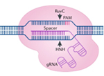 차세대 지플러스생명과학 CRISPR PLUS®
