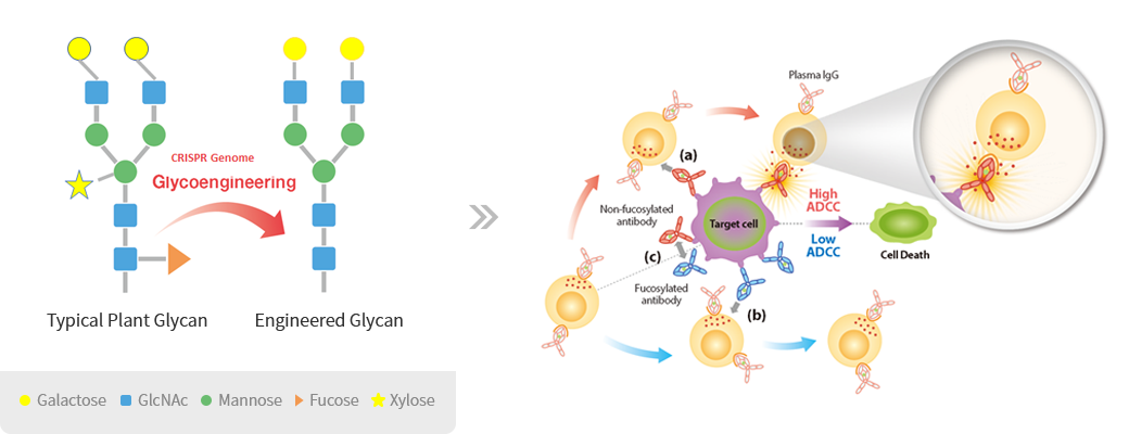 Enhanced efficiency of Glyco-engineered mAb