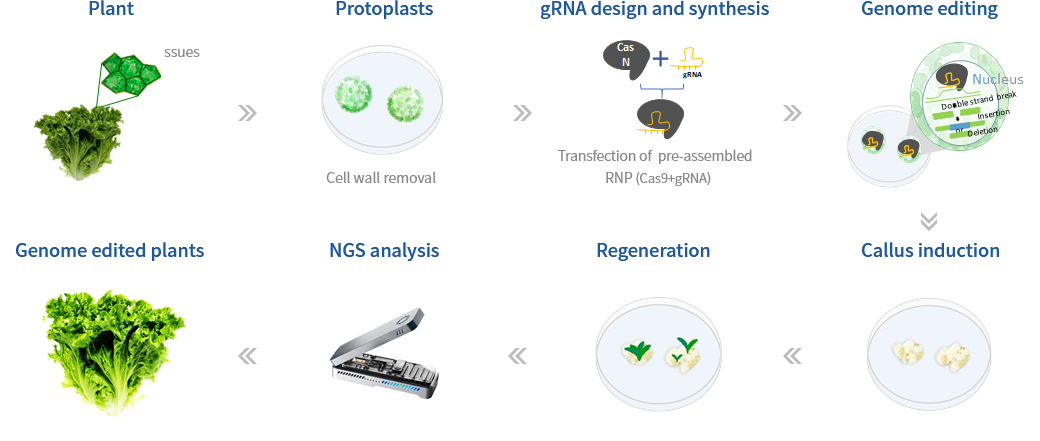 DNA-free genome editing process