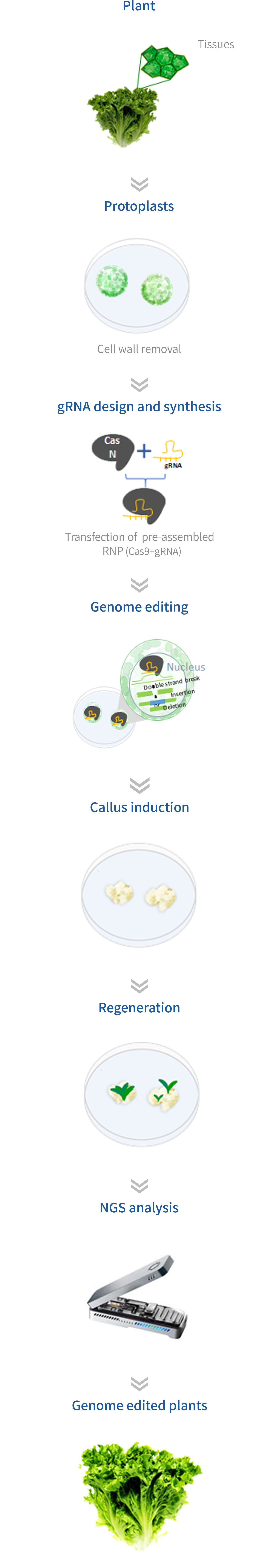 DNA-free genome editing process